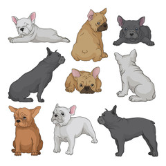 Cartoon vector set of boston terrier puppies in different poses. Small domestic dog with wrinkled muzzle and smooth coat. Home pet
