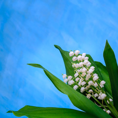 Obraz premium Square blue card with a bouquet of white lilies of the valley