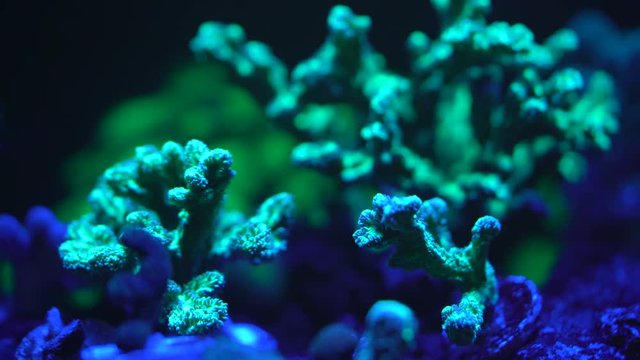 sps coral close up 
