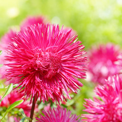 Flowerbed of multi-colored asters and sun.