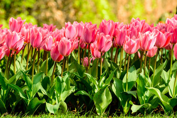Flower tulips background. Amazing view of bright fresh beautiful