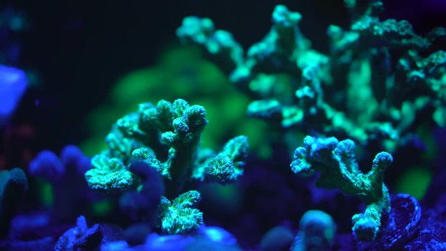 sps coral close up 