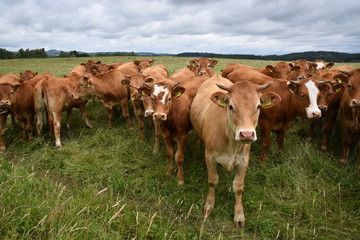 Naklejka na ściany i meble A herd of photogenic heifers on grazing