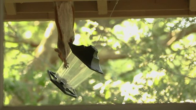 An upside down squirrel tries to deconstruct a bird feeder.