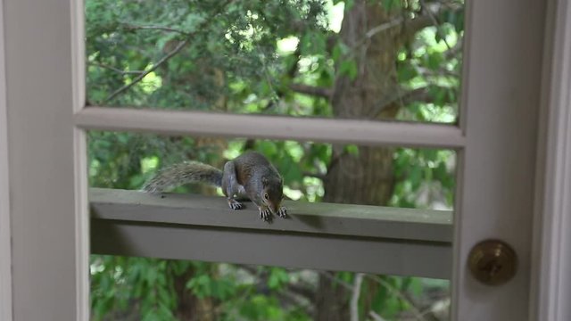 A mischievous looking squirrel analyzes from his perch on a deck.