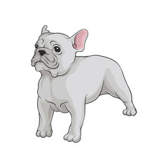 Portrait of boston terrier dog in pose. Cute puppy with white short coat. Home pet. Domestic animal. Cartoon vector icon