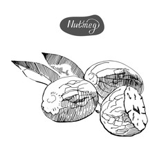 Hand drawn sketch of nutmegs. Spice and condiment vector illustration isolated on white background.
