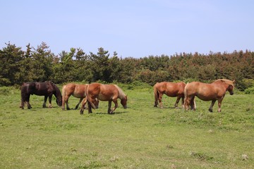 Fototapeta premium 下北半島 尻屋崎の寒立馬
