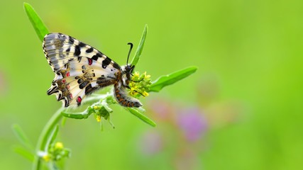 Zerynthia cerisyi  87