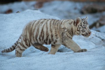 Cute bengal tiger cub walking on the snow
