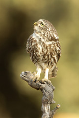 Little owl. Athene noctua