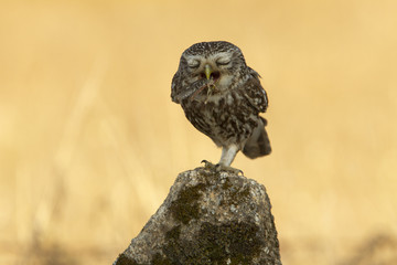 Little owl. Athene noctua