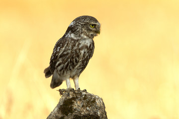 Little owl. Athene noctua