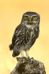 Little owl. Athene noctua