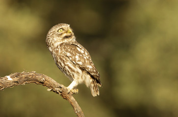 Little owl. Athene noctua