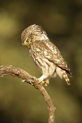Little owl. Athene noctua
