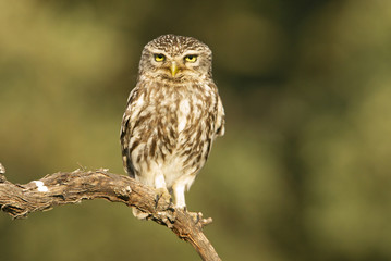 Little owl. Athene noctua