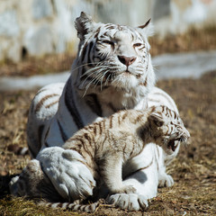 Funny bengal tiger cub playing with his mother