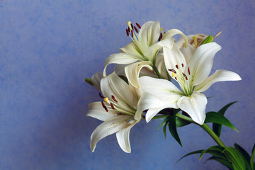 Beautiful white lilies on blue-purple background