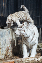 Funny bengal tiger cub playing with his mother