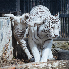 Funny bengal tiger cub playing with his mother