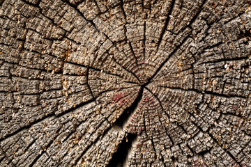 Fototapeta premium Old log cut macro.