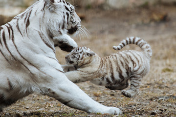 Funny bengal tiger cub playing with his mother