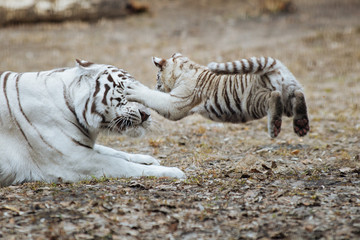 Obraz na płótnie Canvas Funny bengal tiger cub jumping on mother's head