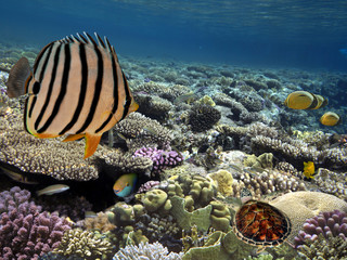 Fototapeta na wymiar Photo of a tropical Fish and turtle