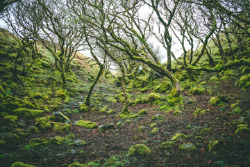 Mossy surroundings in Skye, Scotland