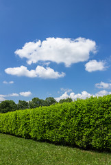 Green hedge