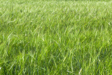 Obraz premium Green wheat field