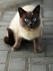 Surprised Siamese cat sitting on a tile in the yard