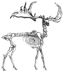 Obraz premium Deer skeleton #vector #isolated Hirsch Skelett