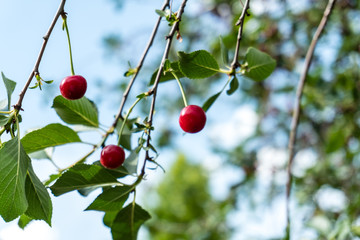 Red ripe sweet cherry on tree with leaves.