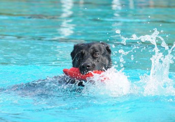 Schwarzer Hund in einem Schwimmbad im Hochsommer - Black dog swimming in a pool in summer
