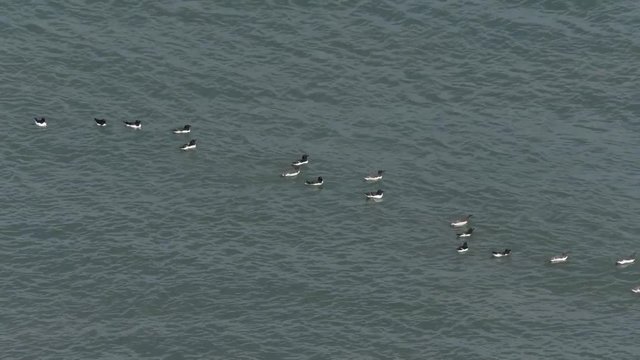 Guillemot and Razorbill seabirds on the water.