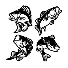 set of big bass fish illustration for fishing logo. Fisherman logo. Fishing logo