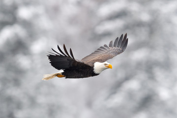Bald Eagle in Flight