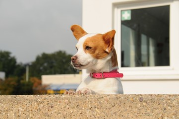 Hund in einem Schwimmbad im Hochsommer