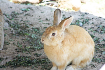 Brown rabbit  sitting on the ground in the rock cavity