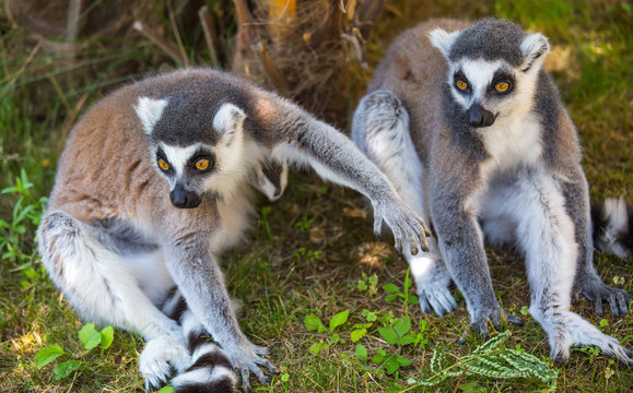 Couple of lemurs sit on the grass.