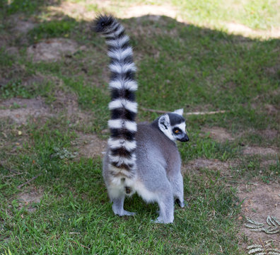 Lemur isolated showing his back ahd his beautiful tail.