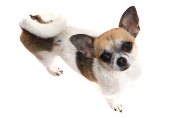 small chihuahua isolated