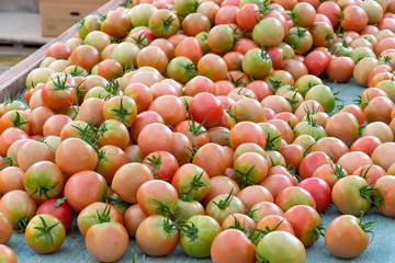 トマト農家　収穫後の大量のトマト