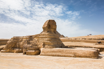 The Great Sphinx of Giza from the side full length with camels in the background.