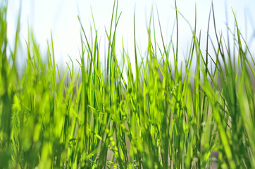 Obraz premium Young grass stretching towards the sky
