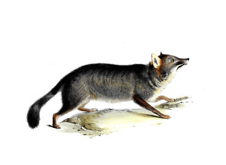 illustration of animal