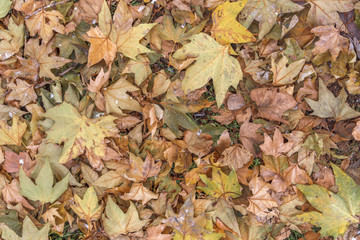 Natural dry colorful season park leaf tree abstract texture