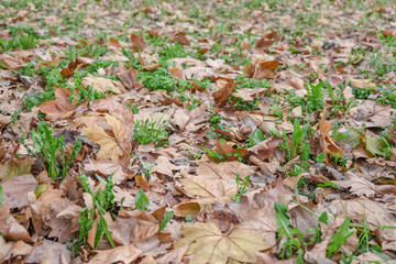 Natural tree dry leaf on grond in city park outdoor septembar plant